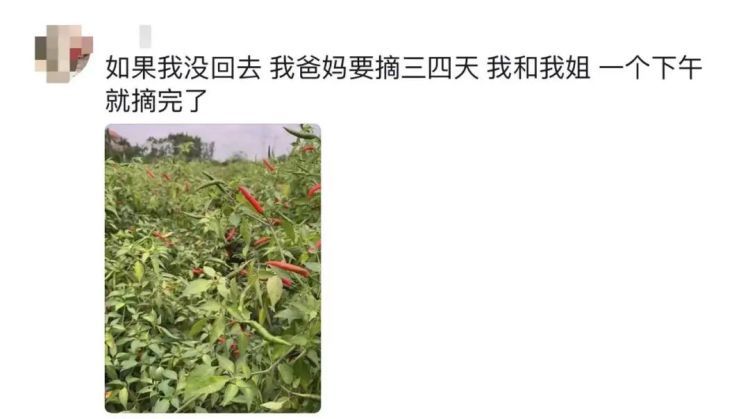 凌晨坐绿皮火车回家,帮父亲砍1800斤柴!大学生回应…… 凌晨坐绿皮火车回家,帮父亲砍1800斤柴!大学生回应……